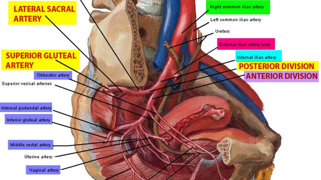 Động mạch chậu có chức năng và các bệnh lý liên quan gì