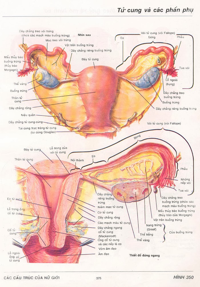 Hình thể và liên quan của tử cung