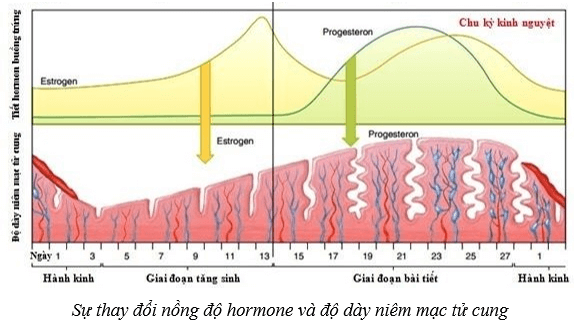 Lý thuyết khtn  kết nối tri thức bài  sinh sản ở người