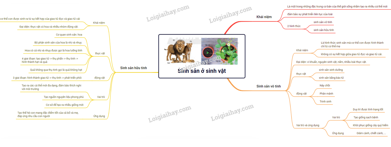 Lý thuyết sinh sản vô tính ở sinh vật