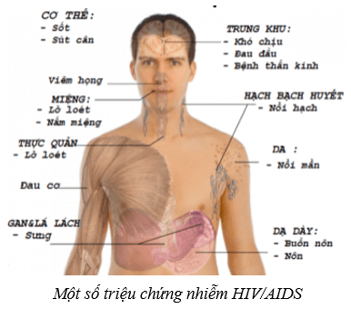 Lý thuyết khtn  kết nối tri thức bài  sinh sản ở người