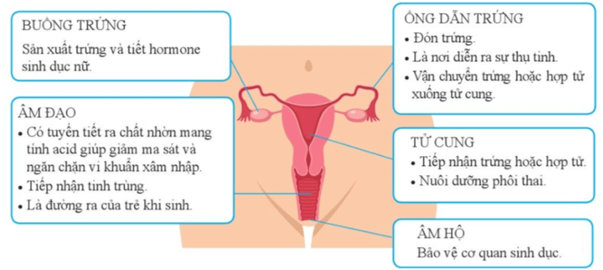 Lý thuyết khtn  cánh diều bài  sinh sản ở người