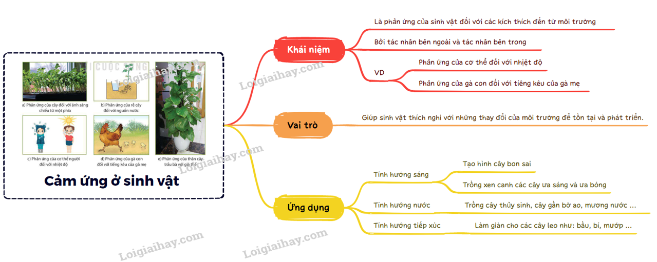 Lý thuyết khái quát về cảm ứng và cảm ứng ở thực vật