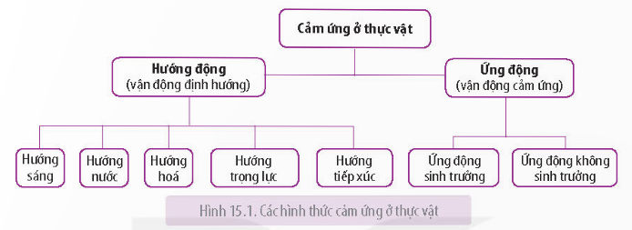 Lý thuyết cảm ứng ở thực vật