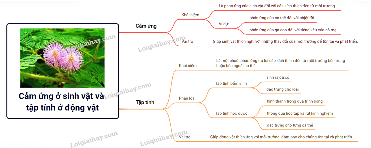 Lý thuyết cảm ứng ở sinh vật và tập tính ở động vật