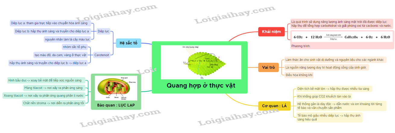 Sơ Đồ tư duy quang hợp Ở thực vật, hiểu biết toàn diện về quá trình quang hợp