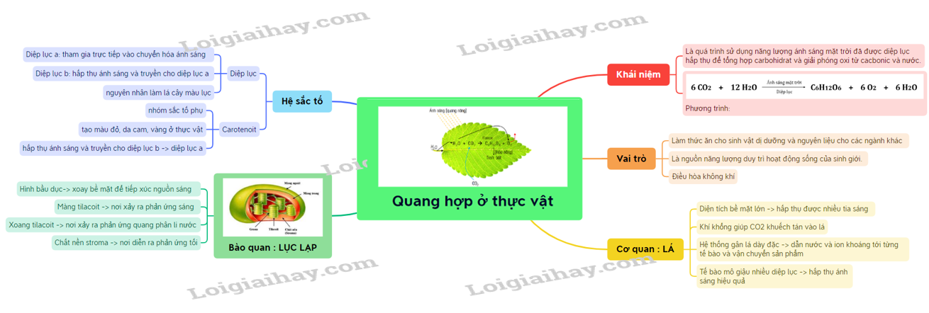 Lý thuyết quang hợp ở thực vật sinh học