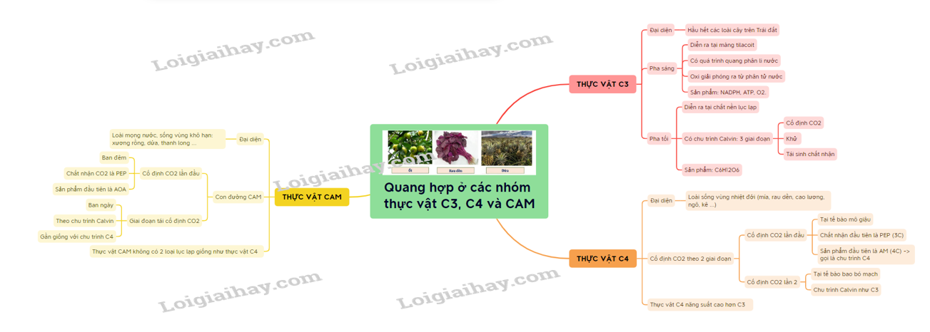 Lý thuyết quang hợp ở thực vật c c và cam sinh học