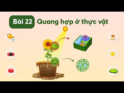 Sơ đồ tổng kếtbài quang hợp ở thực vậtkhtn