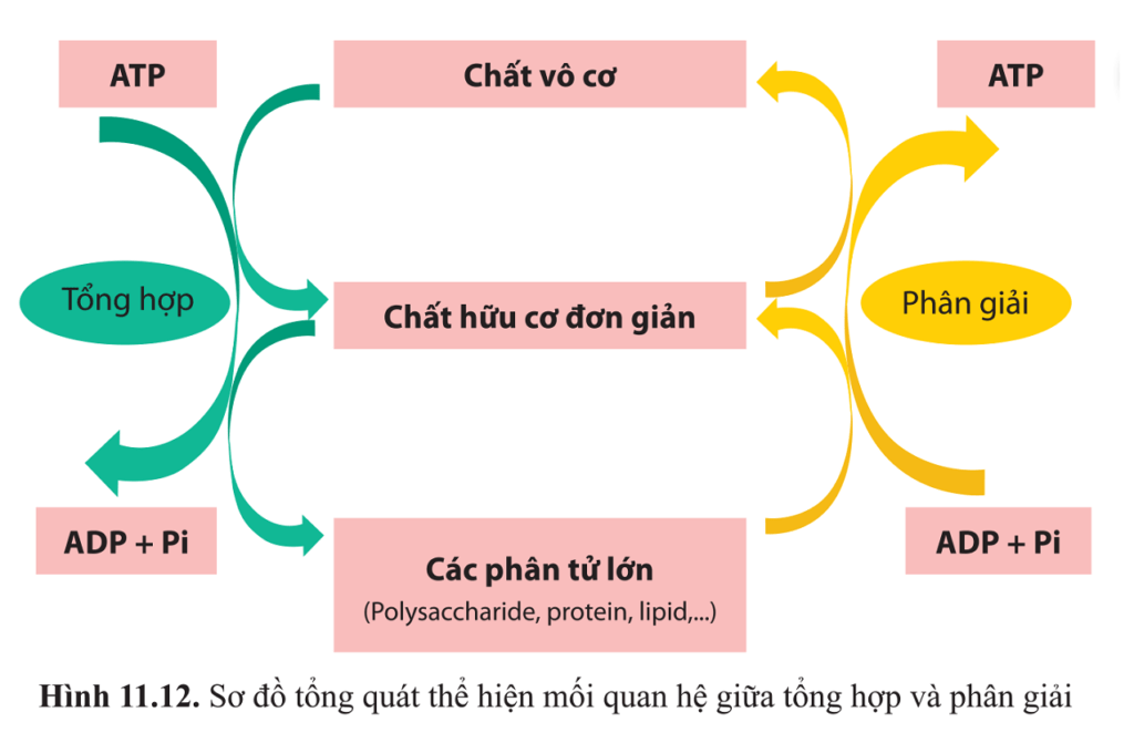 Dựa vào hình  vẽ sơ đồ thể hiện mối quan hệ giữa quang hợp và hô  hấp ở thực vật