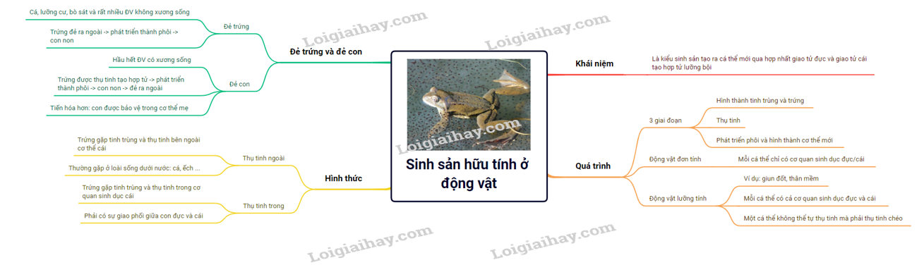 Sơ Đồ tư duy sinh sản Ở Động vật, tổng quan và phân tích chi tiết