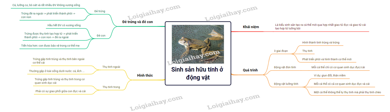 Sinh sản hữu tính ở động vật