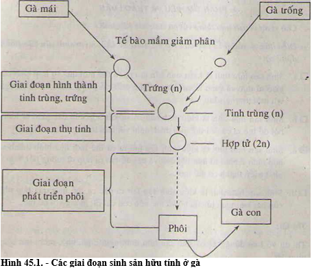 Hình  là sơ đồ về sinh sản hữu tính Điền tên các giai đoạn của sinh sản  vào các ô hình chữ nhật trên sơ đồ