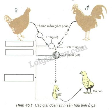 Hình  là sơ đồ về sinh sản hữu tính Điền tên các giai đoạn của sinh sản  vào các ô hình chữ nhật trên sơ đồ