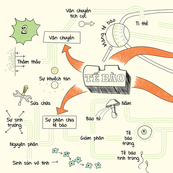 Mind maps biology